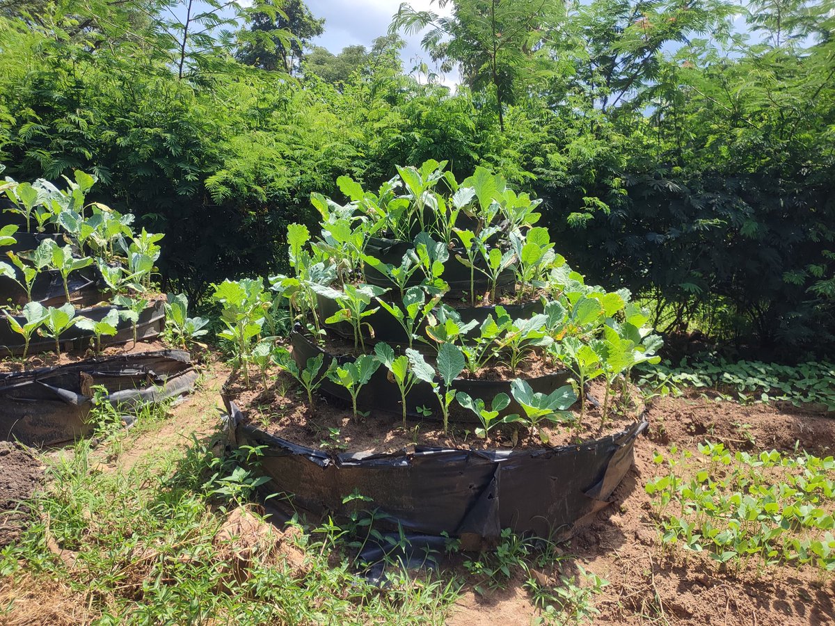 marielle_smith1's tweet photo. V inspiring visit to @Treesftf on @BUForestry's MSc Uganda study tour. They are helping local farmers to restore their land and improve livelihoods &amp; nutrition through extensive training in tree planting &amp; other agroforestry techniques @philkihum @Bid_Webb @Nothauga @EefkeMollee https://t.co/21ikIsRWTN