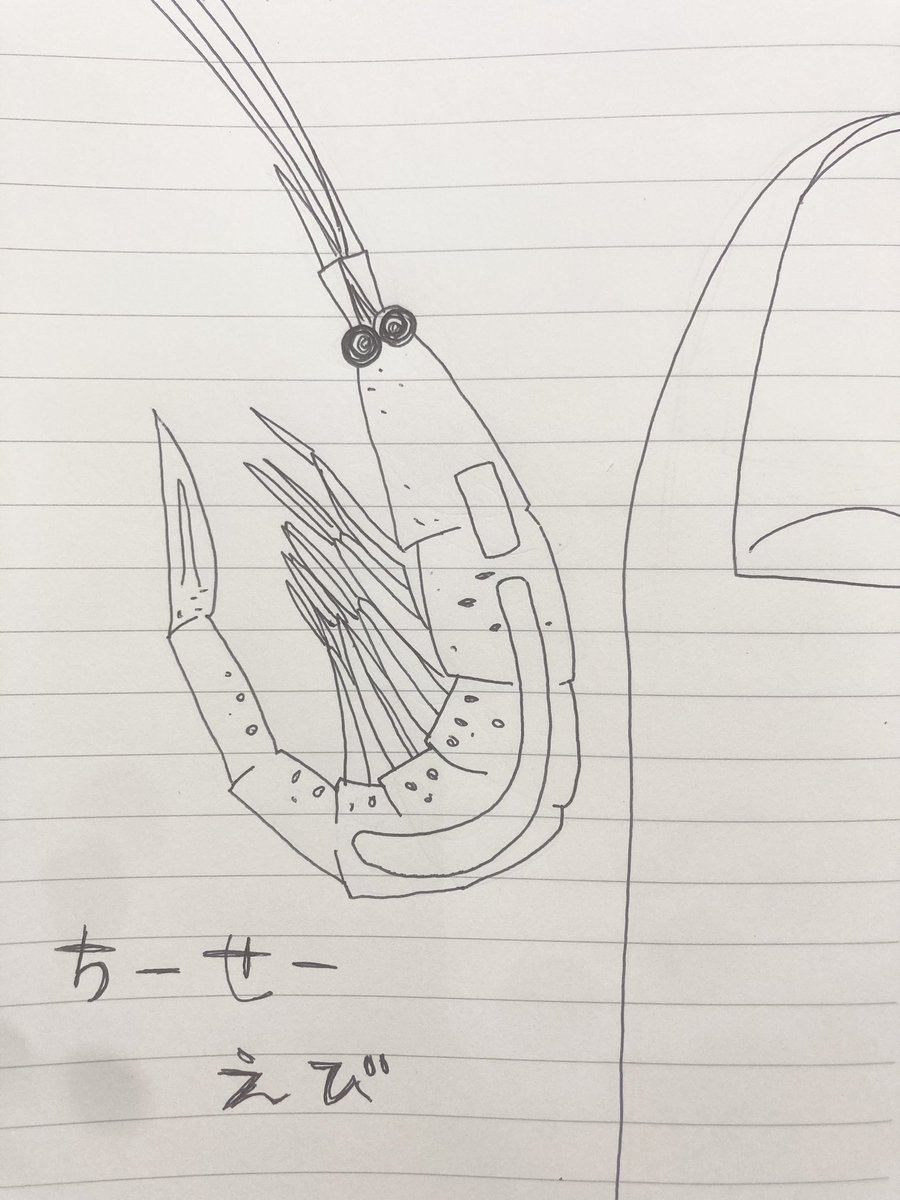 桜エビ🦐 