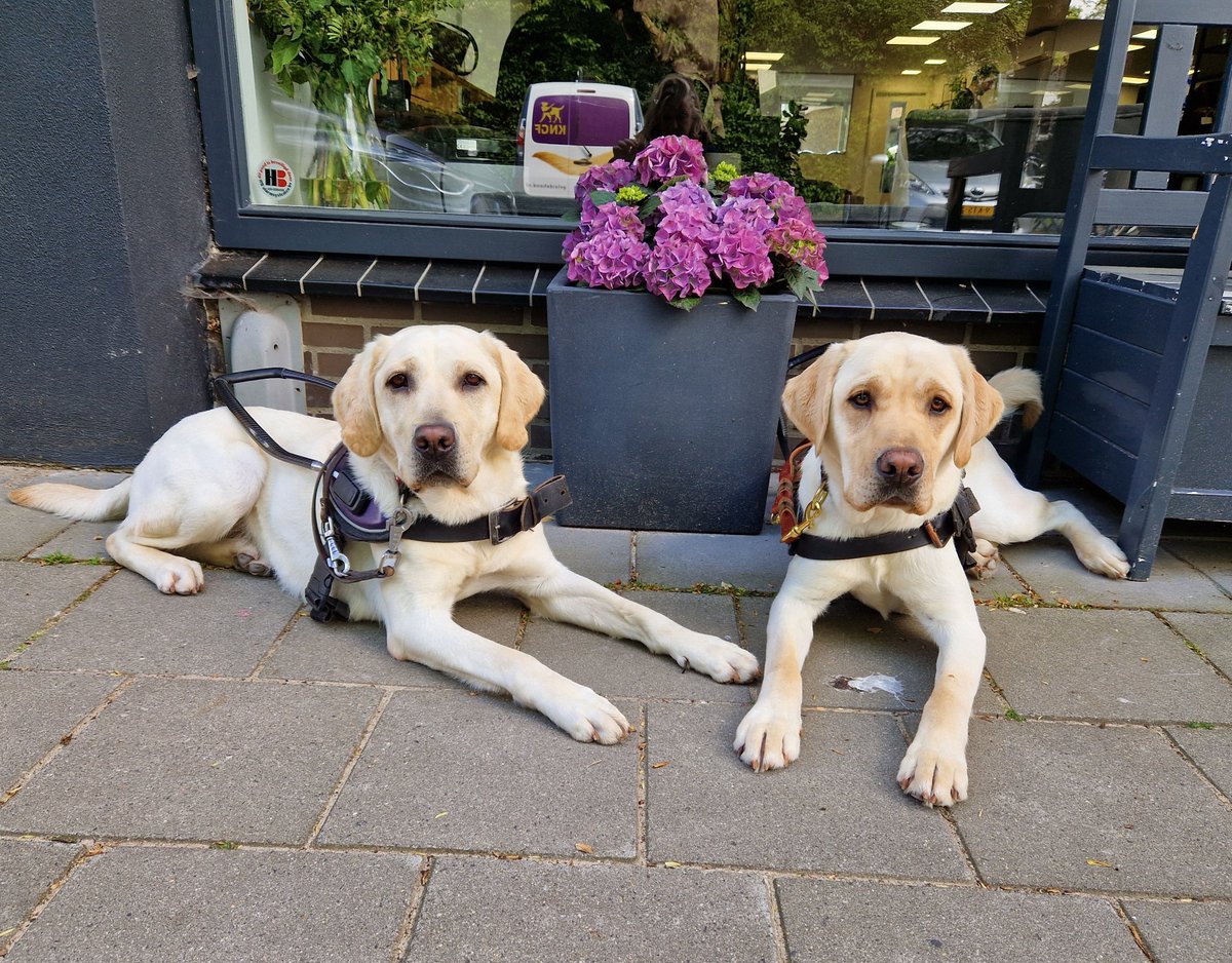 Lekker stel; Jacey en Palmer.
@KNGFGeleidehond 
#KngfGeleidehonden #LoveMyJob #Guidedog #Geleidehond