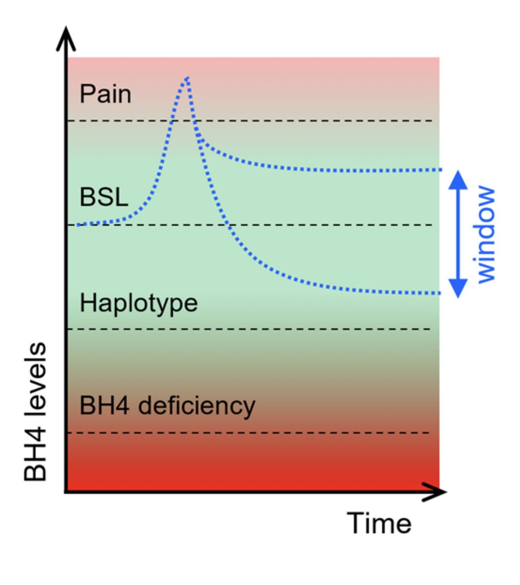 NIH - US cases of #ChronicPain outnumber those for diabetes, depression, and high blood pressure! Human genetic and preclinical studies highlight the benefit of #BH4 inhibition. Important to keep the inhibition in the periphery. Why? And How? 👇 frontiersin.org/articles/10.33…