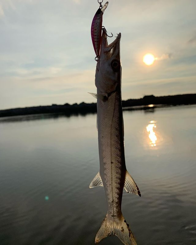 90bca32's tweet photo. 今日は暇だったので、家族と一緒に海へ釣りに行ったんですが、この牙の尖った、獰猛そうな魚を釣ってきました👹🐠 https://t.co/y7M8hTT7Nh
