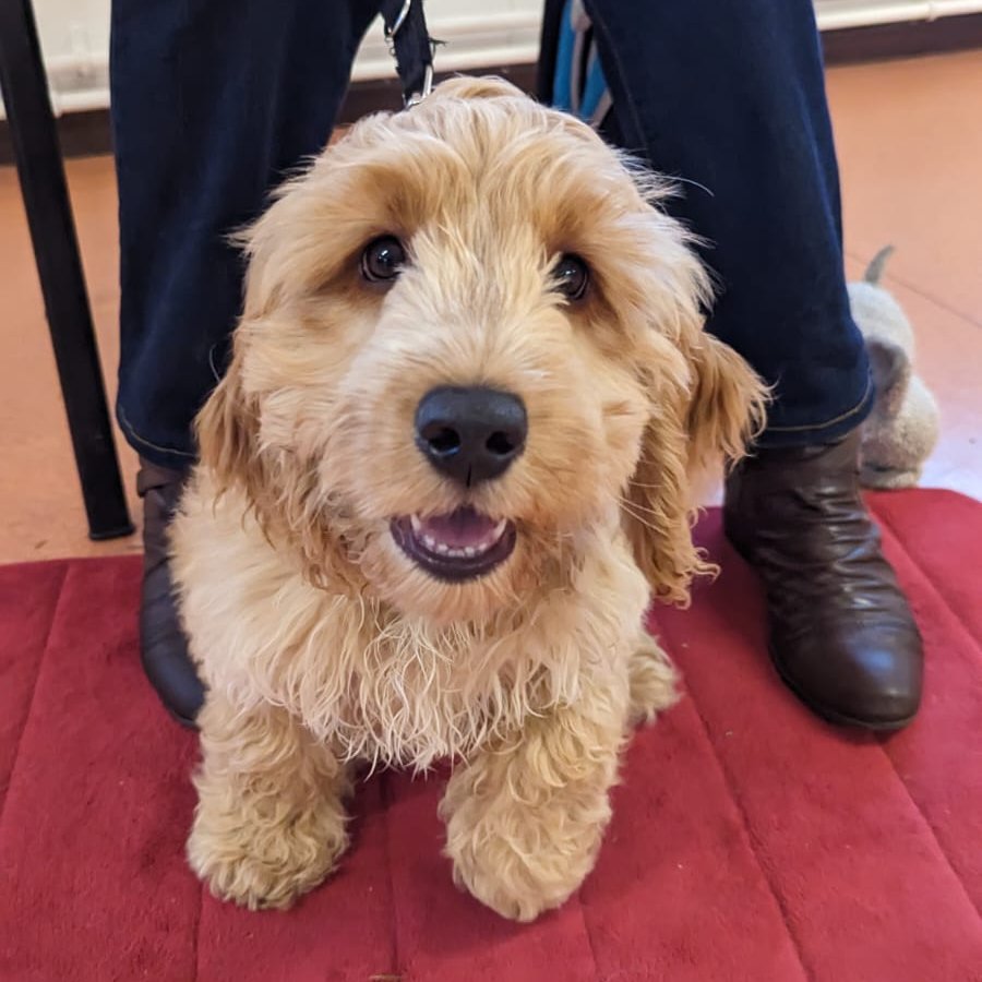 Cockapoo Flapjack has been working on his basic cues like 'sit' and 'wait', and he showed how clever he is during his training class 🐶🐾

Learning patience and self-control can be tricky for a young pup as everything around them is so exciting, but Flapjack is doing a great job.