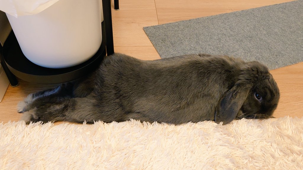 モグラ色のうさぎ@モル (@mole210528) / Posts / X