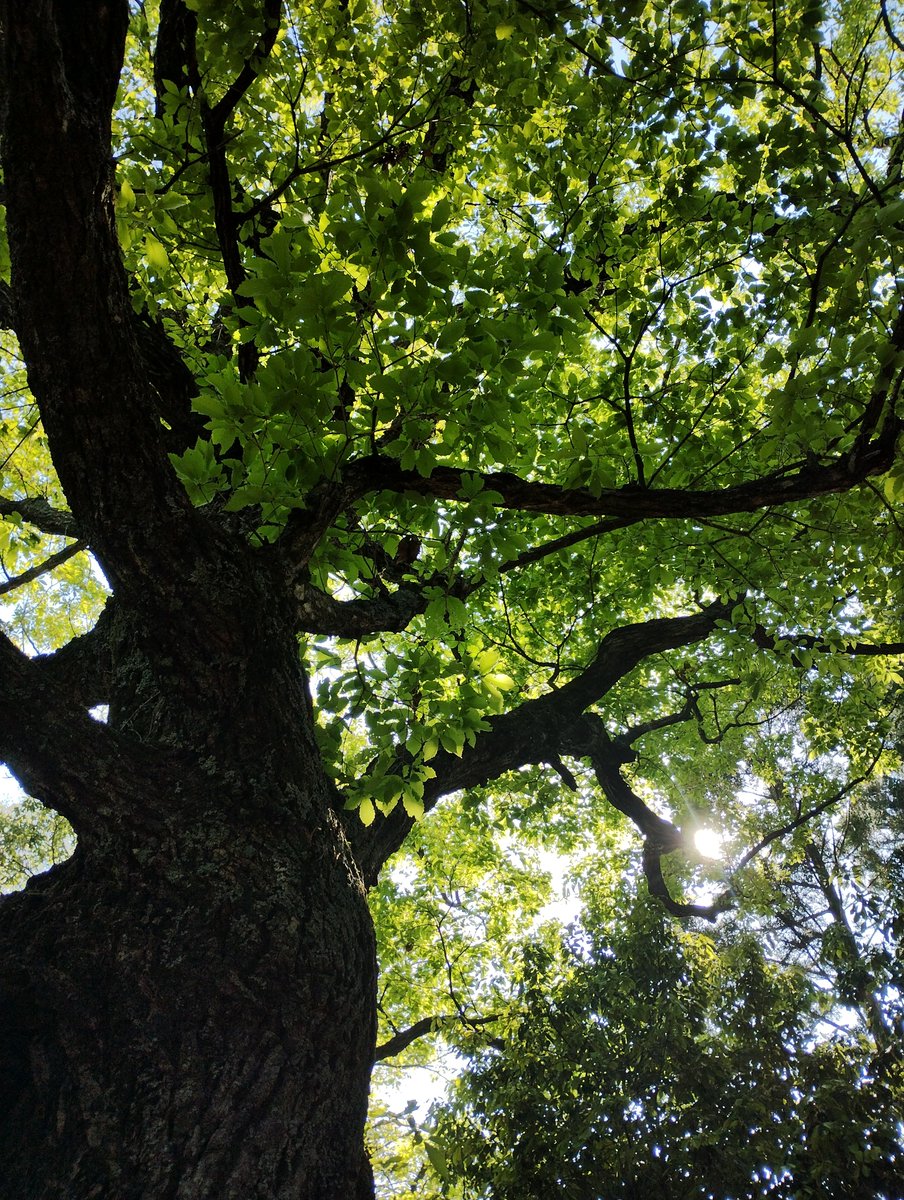 venayamaguchi's tweet photo. Ha llegado la época del shinryoku (新緑, literalmente “nuevo verdor”)🌿
A medida que avanza la primavera, las montañas de Yamaguchi se transforman en un frondoso tapiz de tonos verdes, y nuestro lugar preferido para disfrutar de unas fantásticas vistas es el monte Konomine (高嶺) https://t.co/8mx5FC3Lnv