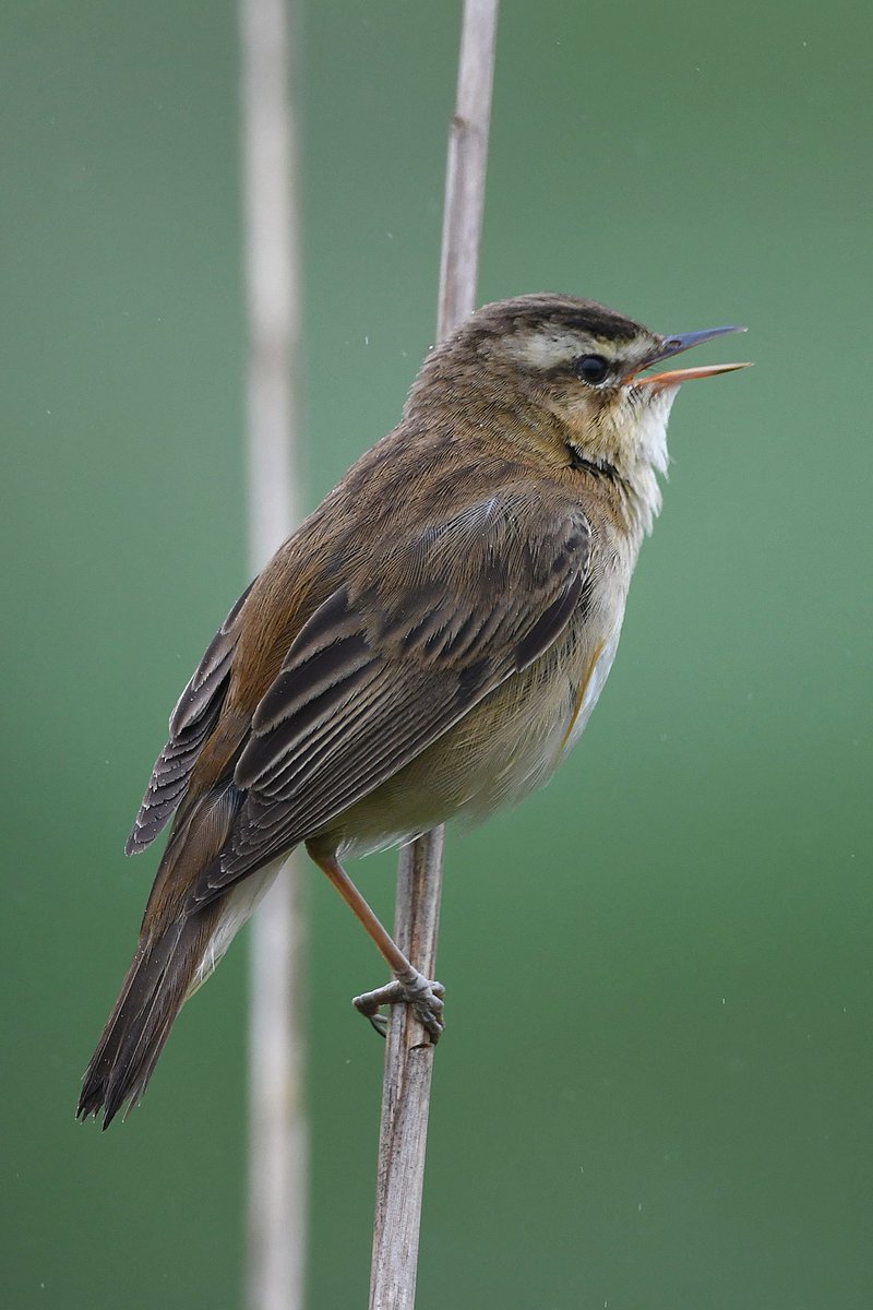 Neale Smith tweet media