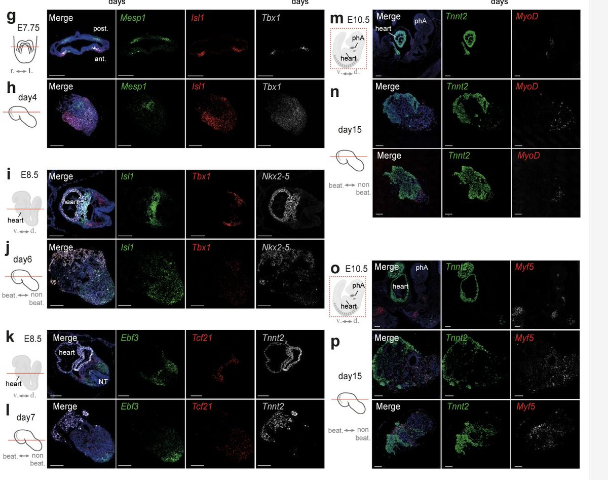 Alfonso Martinez Arias (@amartinezarias) on Twitter photo Very good work highlighting the value of #gastruloids as a minimalist model to resolve complex lineages as are the fates of the mammalian #cardiopharyngeal progenitor <a href="/LescroartFab/">Lescroart Fabienne</a> bit.ly/3IJCBPN Good combination of in culture lineage tracing, genetics, morphogenesis Very good work highlighting the value of #gastruloids as a minimalist model to resolve complex lineages as are the fates of the mammalian #cardiopharyngeal progenitor <a href="/LescroartFab/">Lescroart Fabienne</a> bit.ly/3IJCBPN Good combination of in culture lineage tracing, genetics, morphogenesis