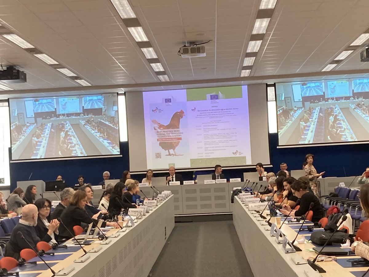 Best Practice Hens tweet media