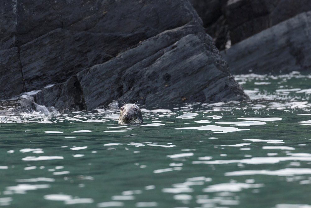 Grey seals are often bigger than people think! 
Females weigh in at up to 200kg and the males up to 300kg, measuring as long as 2.6 meters. 

The Pembrokeshire and Ceredigion coastline is a great area to spot them all year round!

#greyseal #abaytorememb… instagr.am/p/CsYLSU_tM3w/