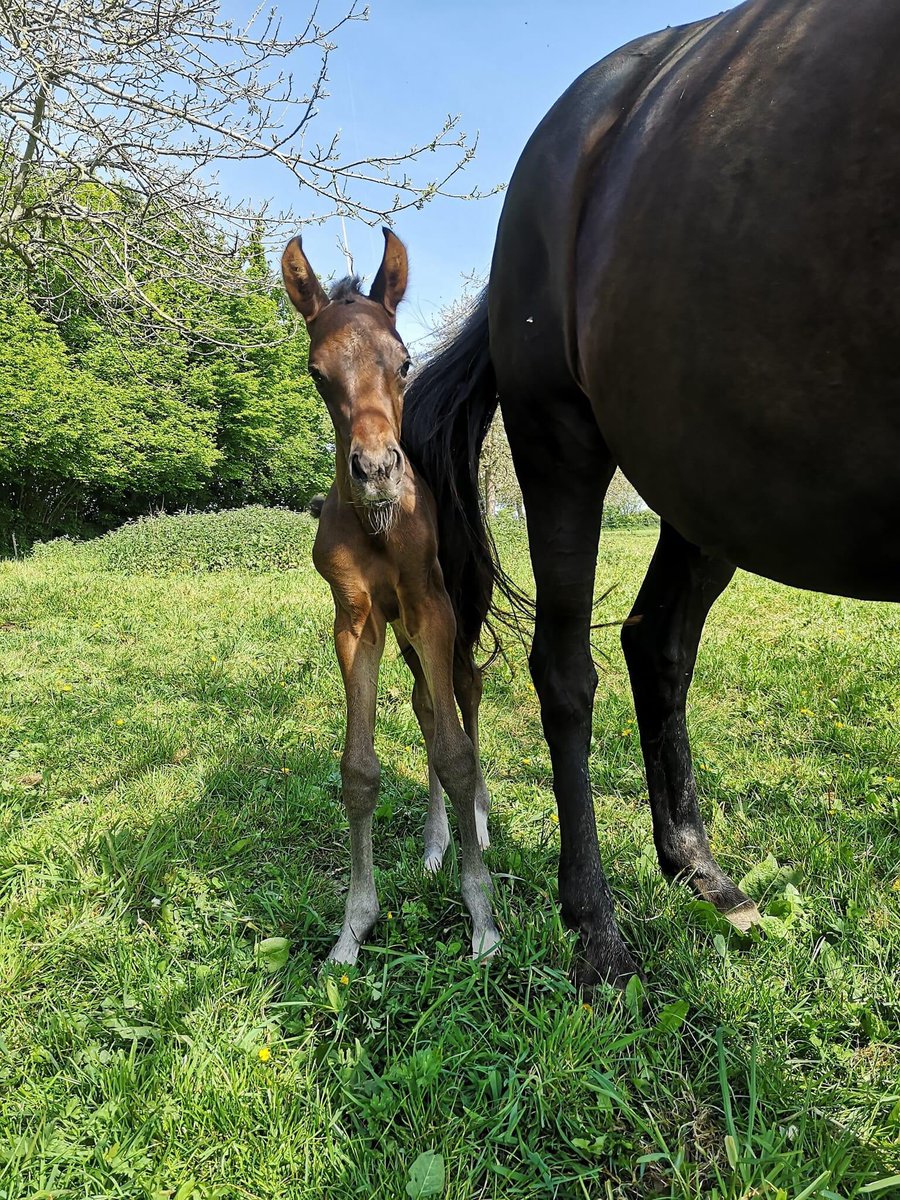 JS_SashaB's tweet image. Coucou le monde🤗🐎⛅️☀️#helloTwitter