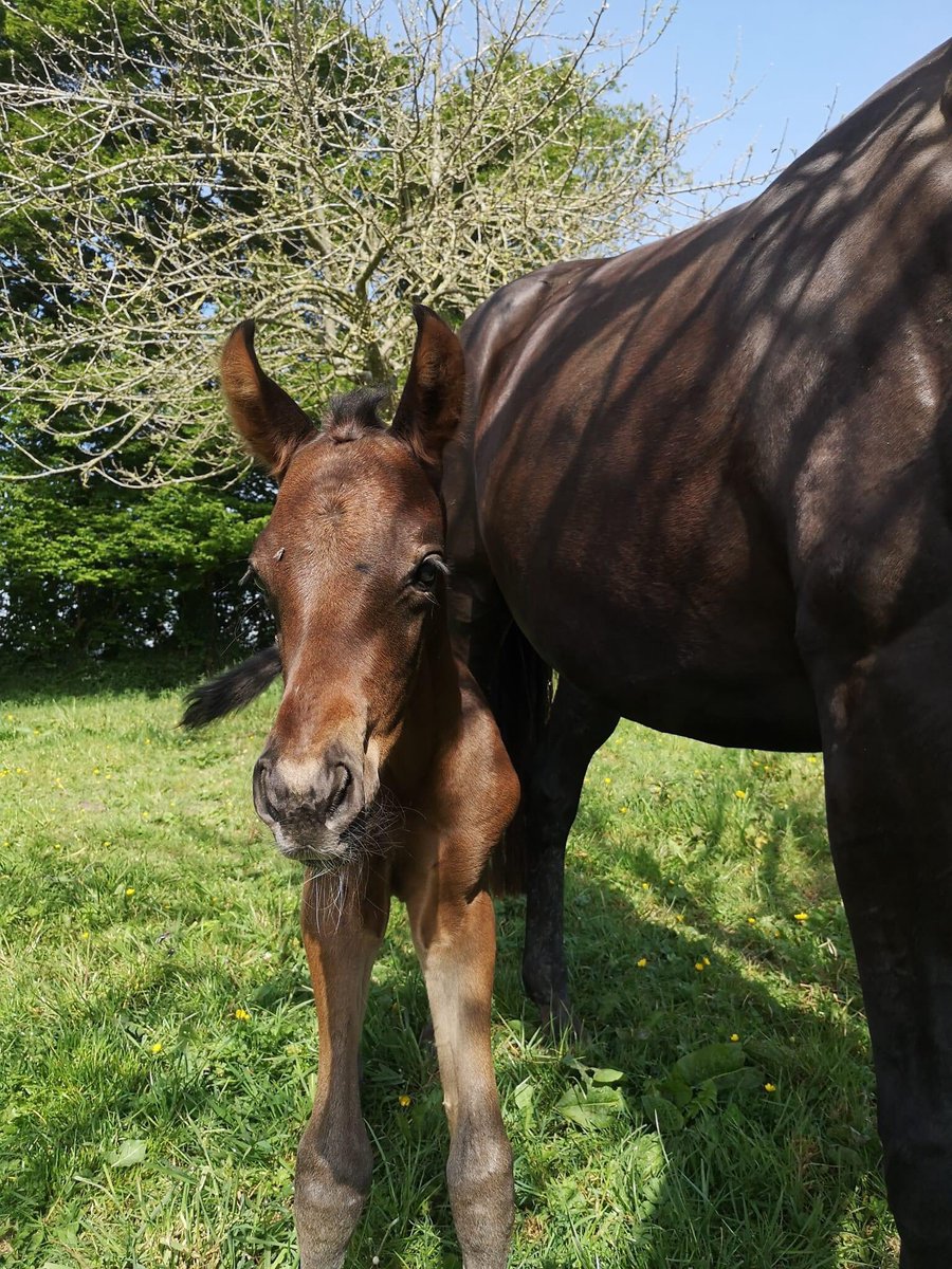 JS_SashaB's tweet image. Coucou le monde🤗🐎⛅️☀️#helloTwitter