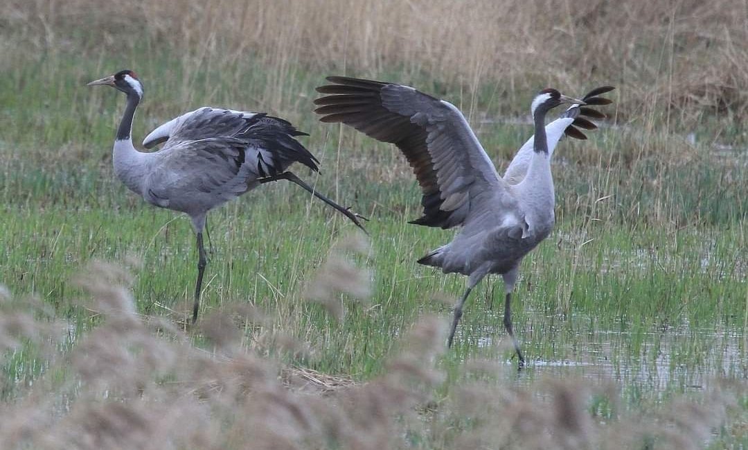 📢 We've got some BIG NEWS... this spring, a pair of Crane have hatched a chick out on the Fen! The family are secretive and unlikely to be seen on your next visit, but this is the first known record of breeding Crane in the Yare Valley. Wow! 🥳

📷: Richard Harrowven