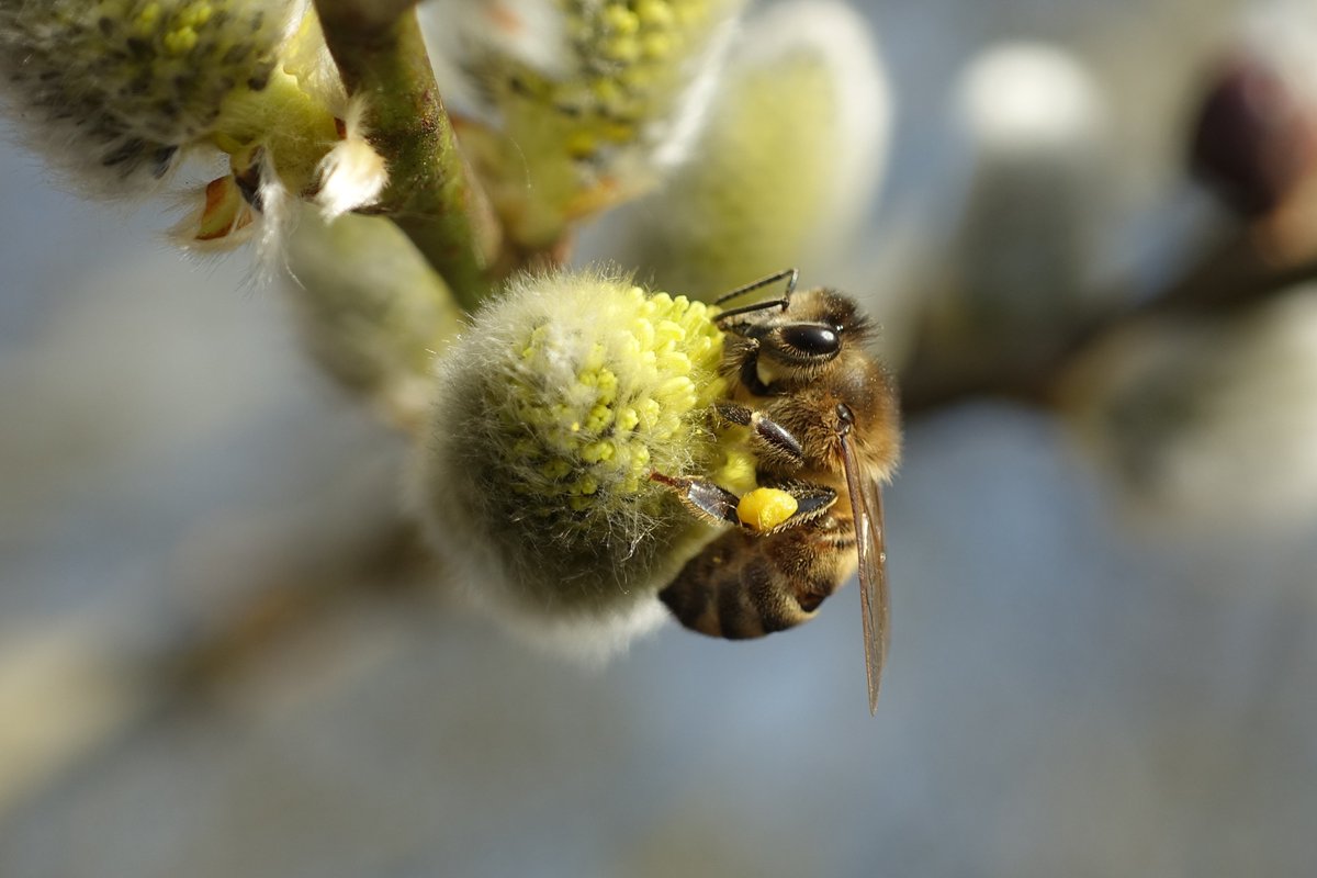 Atklājiet savu medus garšu! botanika.lu.lv/par-mums/zinas…