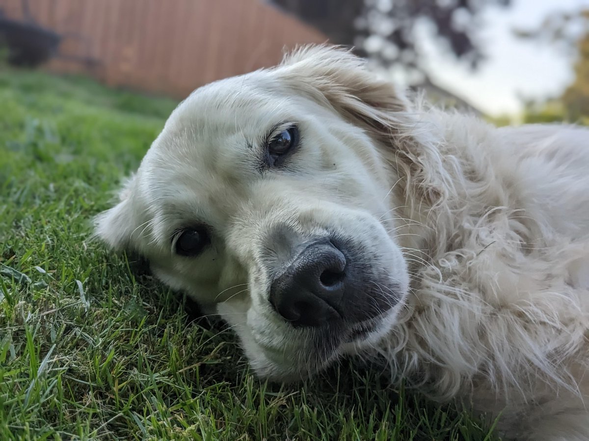 DoggoWot's tweet photo. Tired after a long day
#goldenretrievers #DoggoBot #reddit #dogsoftwitter #dogs #doglovers https://t.co/1o9FKGVzUM
