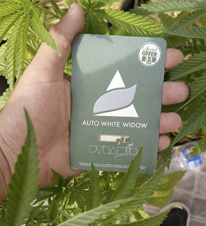 La Auto White Widow posee unos efectos físicos y cerebrales de tipo relajante, aunque dichos efectos son mucho más fuertes a nivel físico.

ow.ly/VHMh50NPUn1

#cultivointerior #weed420 #420mx #cannabiseducation #fumetas #cannabisseeds #purehempshop #autocultivoya