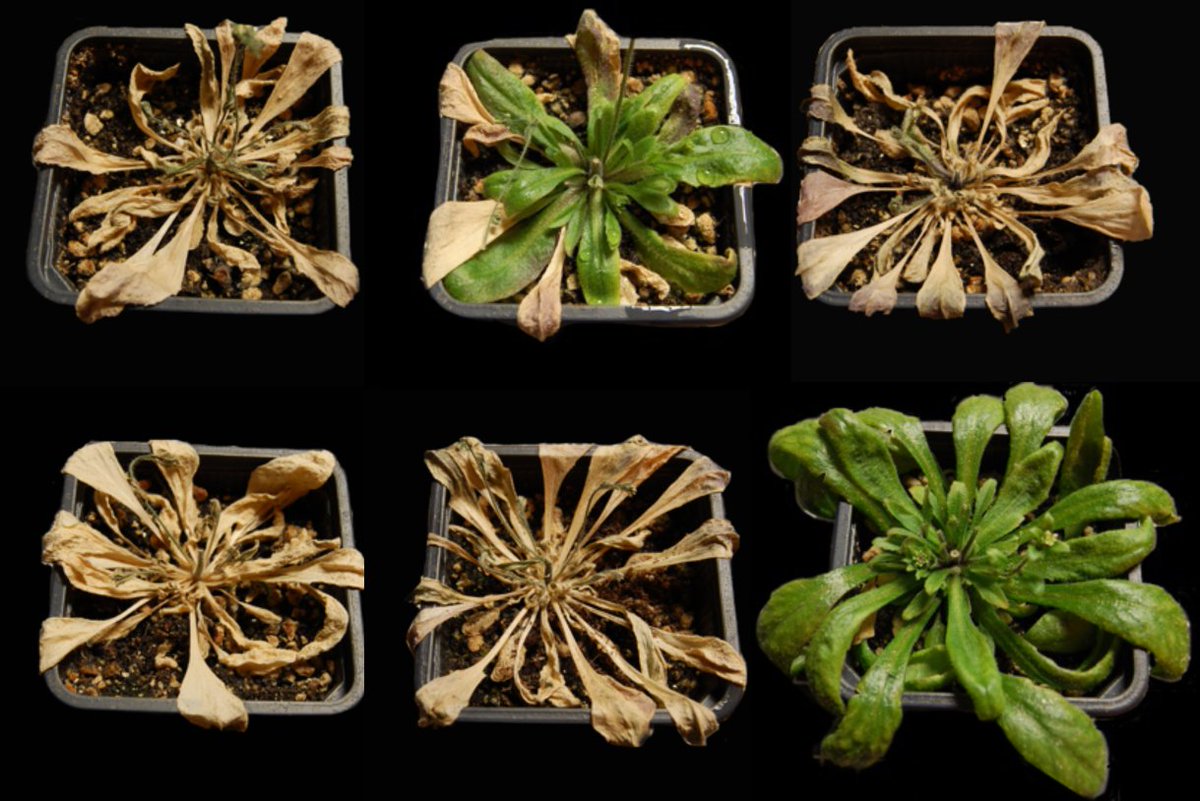 RmasD_csic's tweet photo. Activar la señalización de una hormona vegetal permite mejorar la resistencia de la #planta a la sequía e incluso asegurar su supervivencia hasta el nuevo riego  #sequía #agricultura #CrisisClimatica 
#biotech 
Es un desarrollo de  @IBMCP  #IQFR @iqf_csic
https://t.co/UypuEijbWy https://t.co/ODk0U1opQb