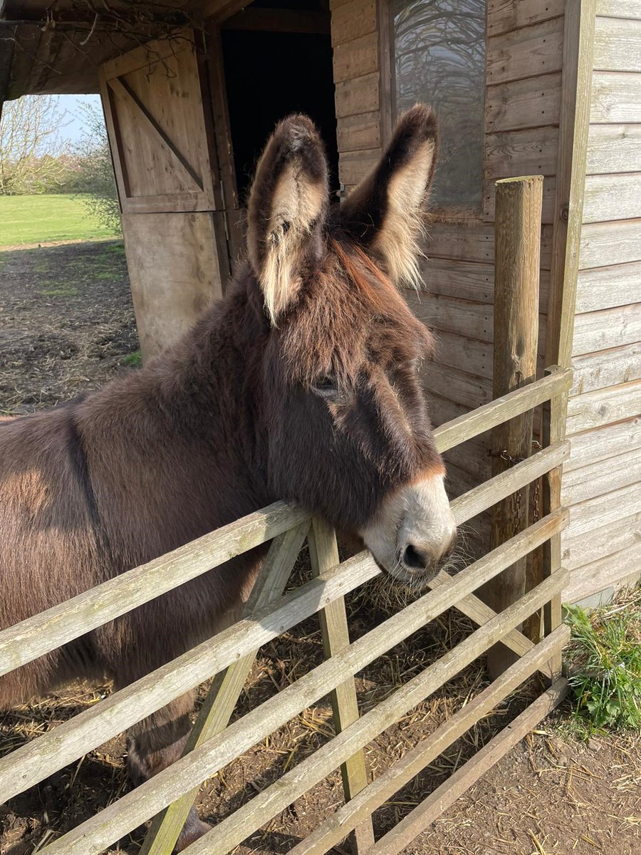 This is just an appreciation post for our lovely donkeys. Who else thinks they are the cutest?

#standalonefarm #letchworth #letchworthgardencity #donkeys
