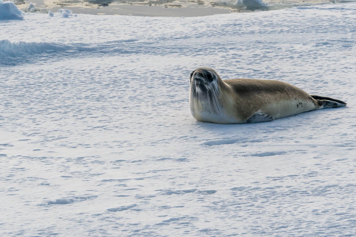 Mia Wege, PhD (@miasjien) on Twitter photo #Postdoc position available on the #Trophic dynamics of #Ross #seals in the #Weddell sea, #Antarctica! Come work with me & <a href="/TMcIntyre_ZA/">Trevor McIntyre</a>. 2-years, fully funded, travel options available.
See details here: bit.ly/3BCSJOY
@UnisaScience <a href="/UPnasagric/">UP Faculty of Natural and Agricultural Sciences</a> <a href="/ZooEntUP/">ZooEntUP</a> #Postdoc position available on the #Trophic dynamics of #Ross #seals in the #Weddell sea, #Antarctica! Come work with me & <a href="/TMcIntyre_ZA/">Trevor McIntyre</a>. 2-years, fully funded, travel options available.
See details here: bit.ly/3BCSJOY
@UnisaScience <a href="/UPnasagric/">UP Faculty of Natural and Agricultural Sciences</a> <a href="/ZooEntUP/">ZooEntUP</a>