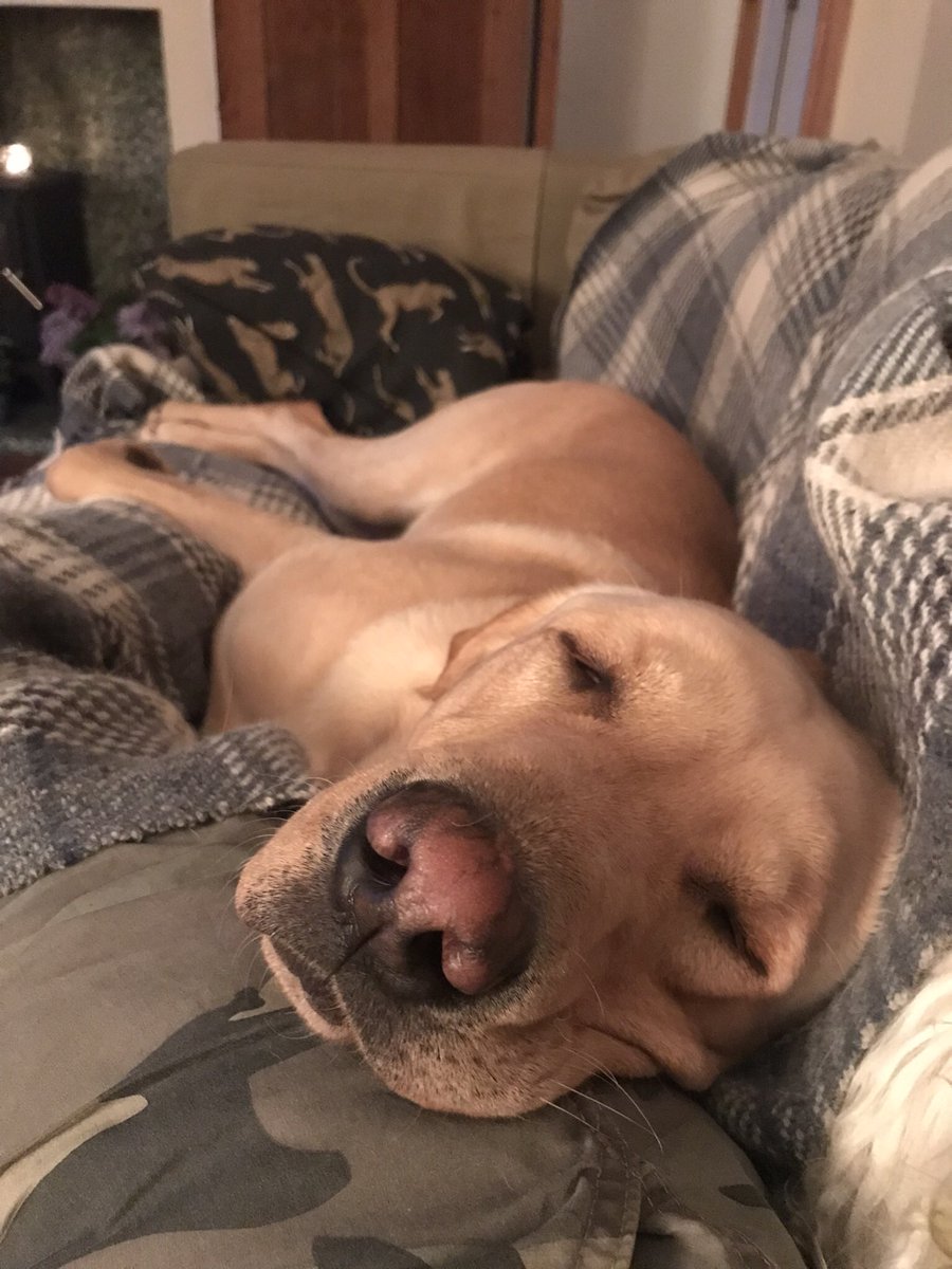 FaithfulWild's tweet photo. @bunsenbernerbmd Snoozy nose 💤 https://t.co/WlXCa1iMjh