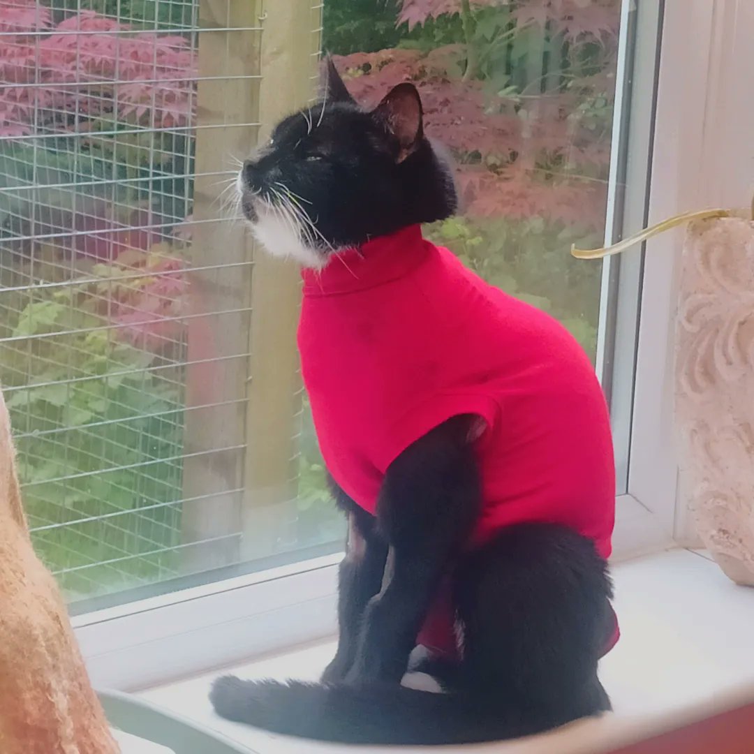 janinejacquesar's tweet image. We got Ebony 🐈‍⬛ home Tuesday (16th) after a week in vet hospital with breathing difficulties

Diagnosis -  puss surrounding her lungs and went in for emergency treatment

Ebony watching a butterfly yesterday  🦋

#pyothorax
#cats 
#breathingproblems 
#happytobehome 
#recovery