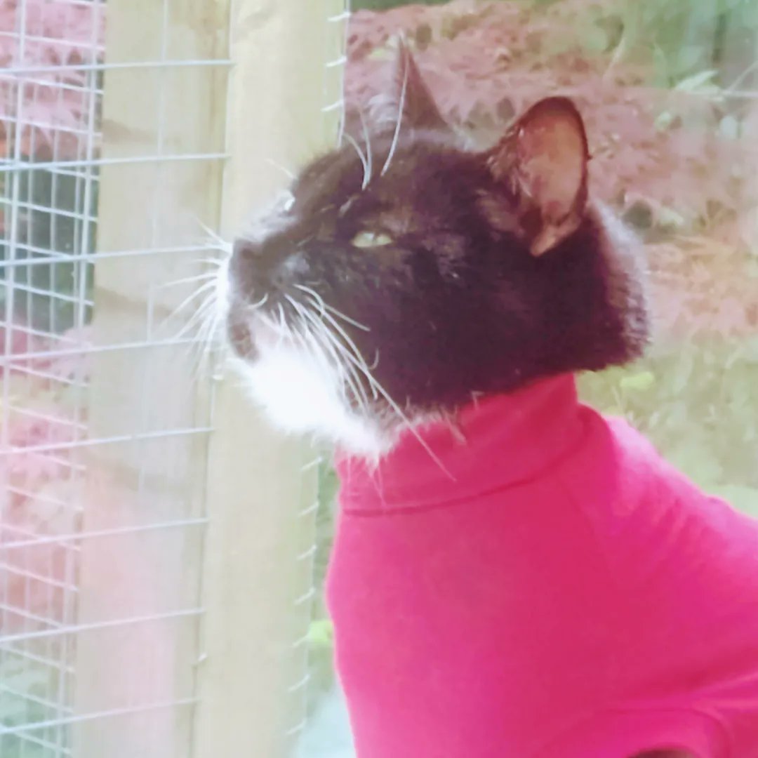 janinejacquesar's tweet image. We got Ebony 🐈‍⬛ home Tuesday (16th) after a week in vet hospital with breathing difficulties

Diagnosis -  puss surrounding her lungs and went in for emergency treatment

Ebony watching a butterfly yesterday  🦋

#pyothorax
#cats 
#breathingproblems 
#happytobehome 
#recovery