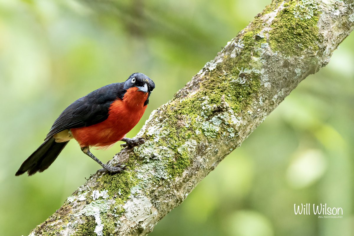 2wsphotography's tweet photo. Spotted by this Black-headed Gonolek! Photographed @UmusambiV in #Kigali #Rwanda #RwOT #TwitterNatureCommunity #Birdwatching https://t.co/gQg2DztMyK
