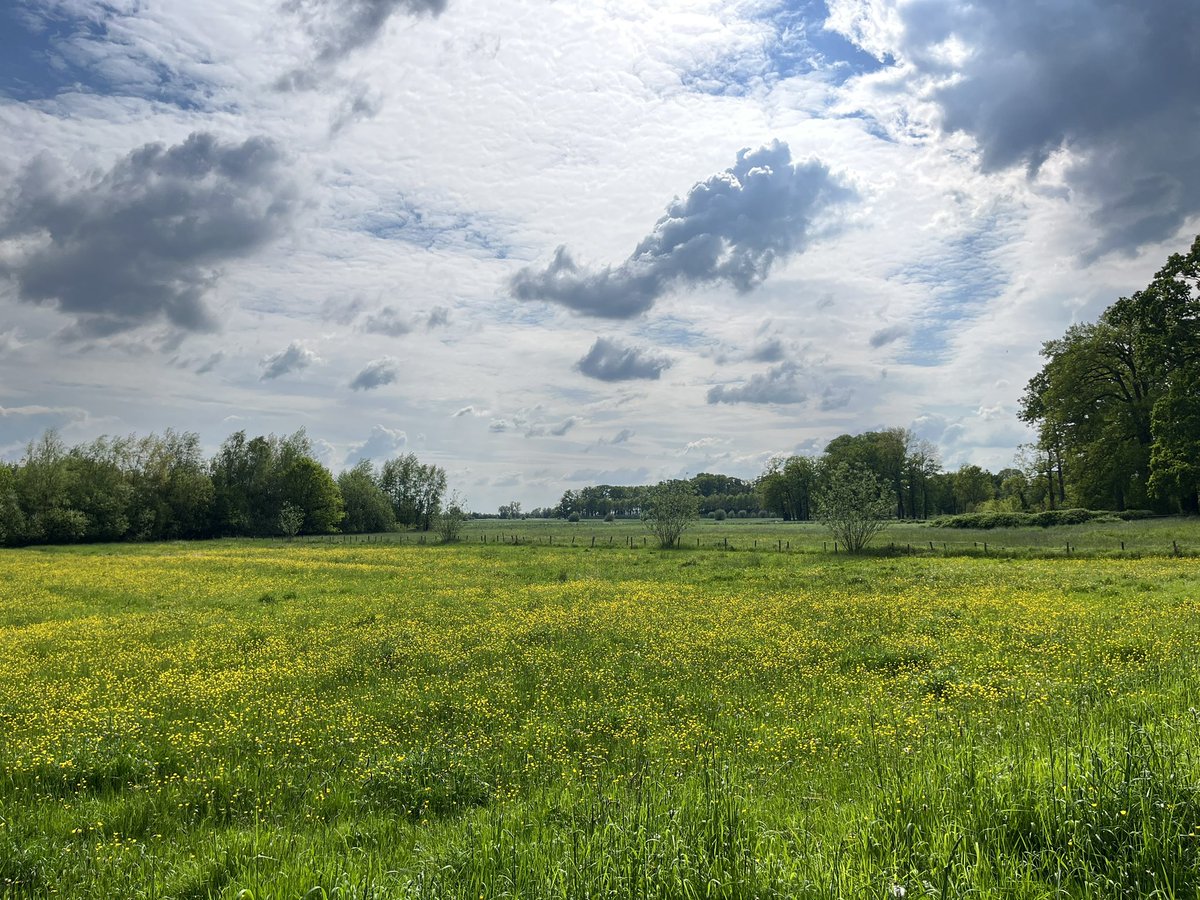 Grote groep stampende en knetterende Harleys trekt dwars door #Amerongen en #Natura2000 gebieden, stank en herrie in hun spoor. Het is net 11 uur, nog veel dBs te gaan. Wij willen niet aan een motorcircuit wonen, punt.