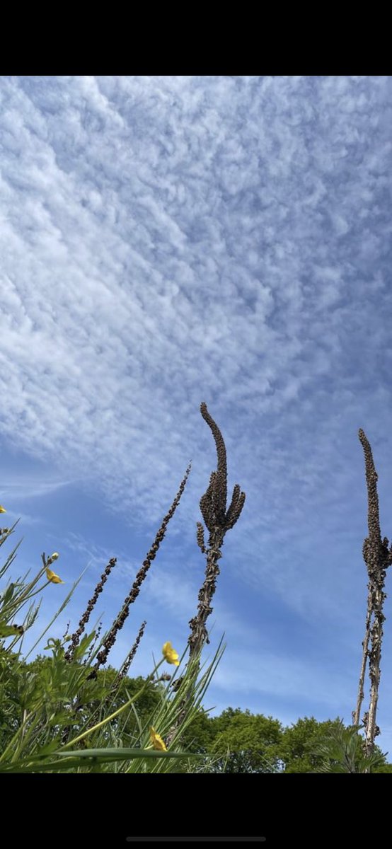 Veterans' Growth tweet media