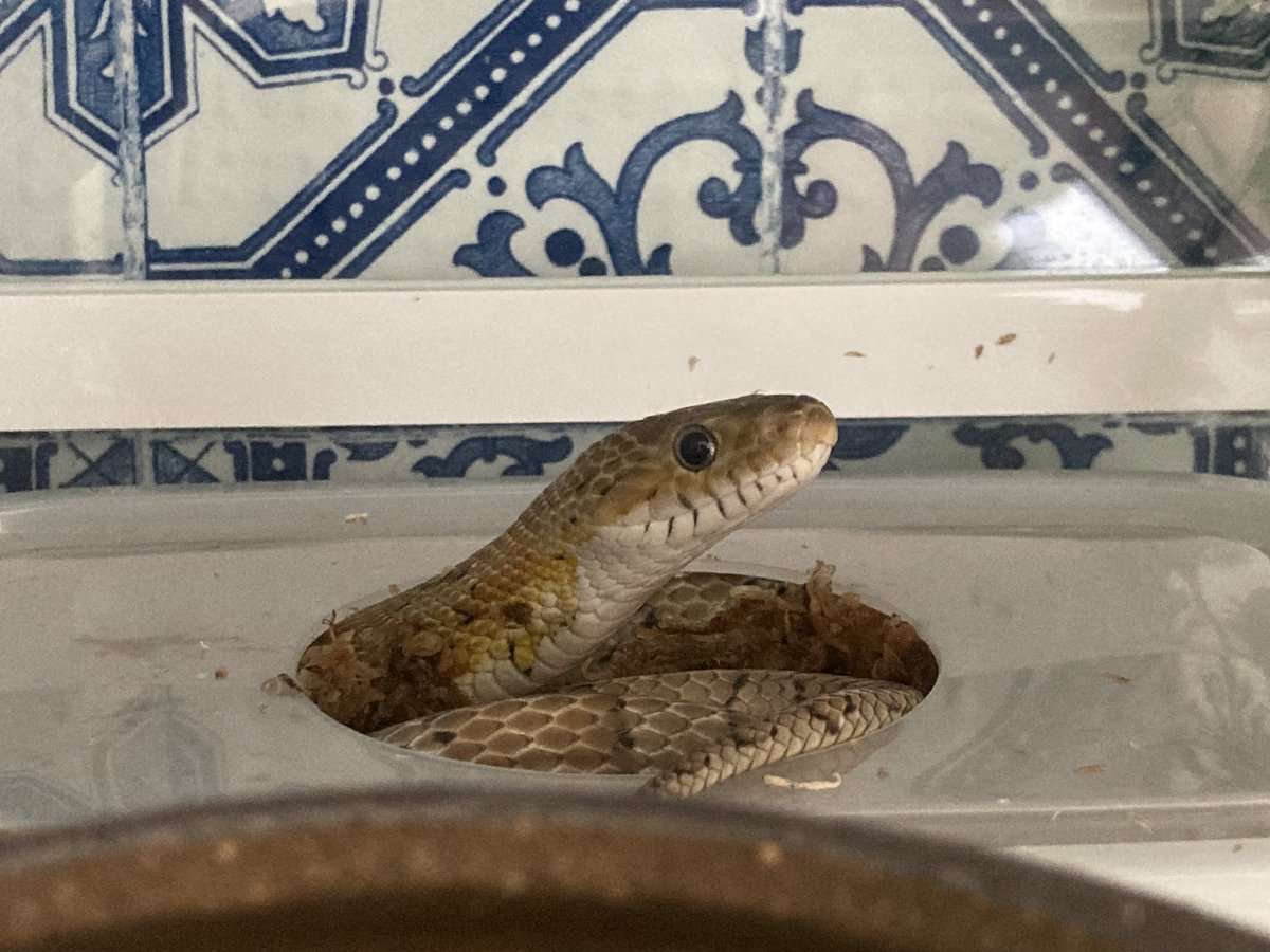 魅力的な 6/5天赦日完成:sparkles:全面金札:sparkles:脱け殻:sparkles