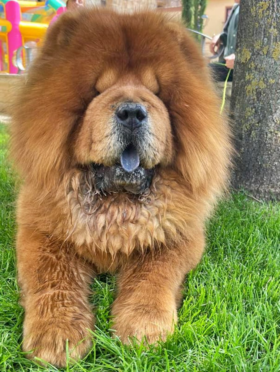 #PALENCIA
Este bellísimo pequeñín de 7 añitos. Es #ciego y está "malito".

Tras un exámen veterinario se ha visto que tiene una fuerte dermatitis, hongos, parasitos internos y etc etc...

La casa donde se encuentra dice no poder tenerlo más.
Se necesita hogar con urgencia (la