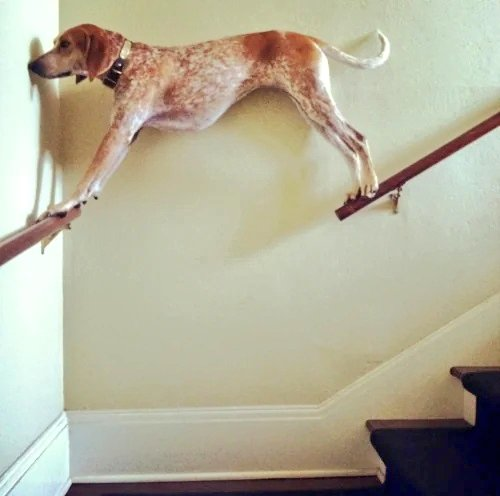 CRISPR/Cas9-Mediated Targeted Integration of Heterologous Sequences