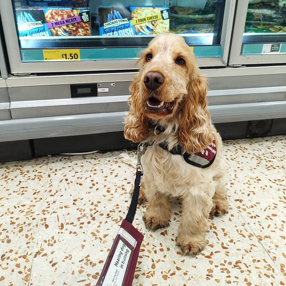 Cocker spaniel Alfie has been to a supermarket as part of his training 🛒

Alfie has been learning to ignore all the interesting and tasty items on the shelves, as well as getting used to trolleys and being around large numbers of people.

Amazing job, Alfie 👏🐶