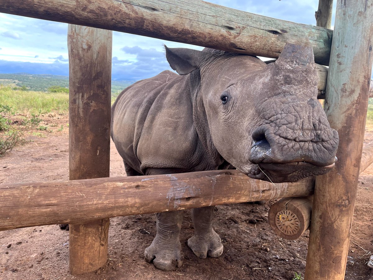 HelpingRhinos's tweet photo. It's Mnene's rescue anniversary🎉Mnene suffered severe trauma after her mum was poached &amp; formed immediate attachments with the  @zululandrhino team. Mnene is still anxious but has made great progress &amp; formed strong bonds with her fellow #RhinoOrphans 🙏
https://t.co/NBbsbU2MPm https://t.co/uRO8fla18q