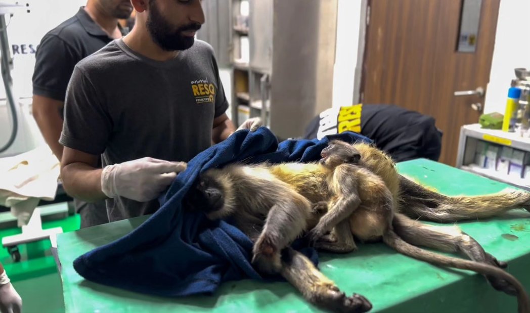 neha_panchamiya's tweet photo. "WHAT's happening around me?!" Probably what this little Langur is thinking right now. He came clinging on to his mother, who was unfortunately electrocuted near Pune. Currently the RESQ CT team is trying their best to keep her alive. The baby is in distress too, but calmer in its mother's presence.  

While urbanisation or development is the need of the hour for humans, so is helping the animals affected by it. The @resqct team spends days and nights providing aid to these animals, all of which come to us when they get into some form of distress because of the rapidly developing areas around us. 

Frustrating as it is to watch hundreds of animals lose their lives to electrocution each year, I ask myself, is it completely preventable? Maybe not. But can we save as many as possible that do get affected by it? Definitely YES.