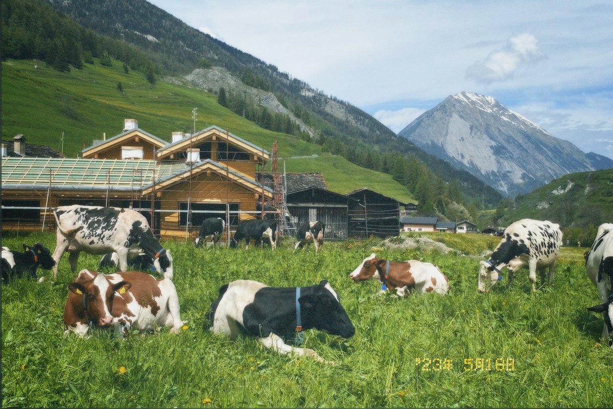 glendays_'s tweet photo. Mil fotos a la 🐮💘 https://t.co/r2I0dseQqF