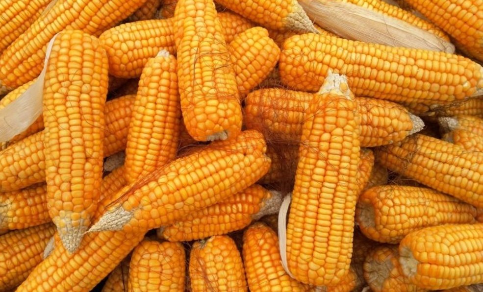 ~greedy farmer™~ Àwé Alágbo™ CAC-OFR tweet media