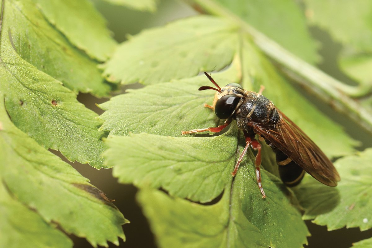 African Invertebrates tweet media