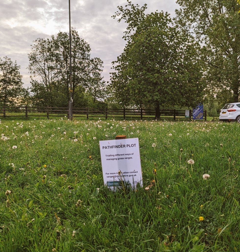 SDPBlance's tweet photo. Love this road verge in Ashbourne. Fantastic biodiversity collab between @derbyshiredales + @Derbyshirecc @CllrBarryLewis https://t.co/XDYT3ZK4Jy