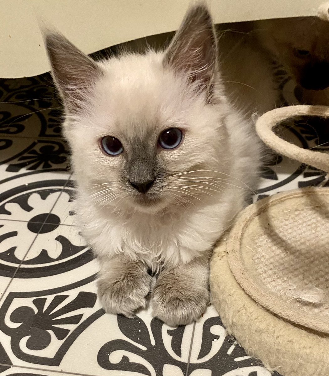 SonyaKirk18's tweet photo. Available kittens-Littledolls Aeliana. Blue point boy, fully GCCF registered, fully vaccinated, 5 gen pedigree, 5 weeks free insurance, microchipped, wormed &amp; kitten care pack. ready to leave 31st June #kittensforsale #pedigreekittens #ragdollkittens https://t.co/fdew6OU5KW