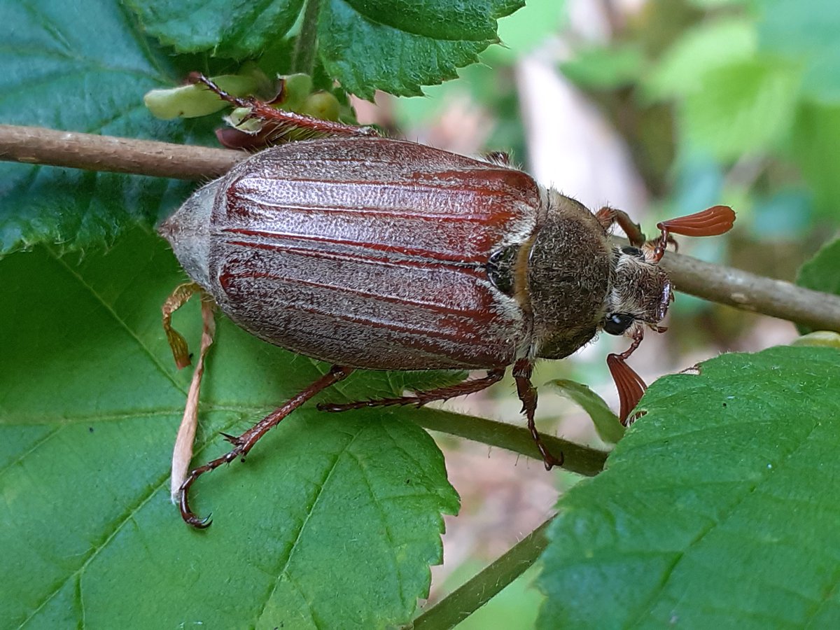 Notice_Nature's tweet photo. Cockchafers, also known as May bugs are a member of the Scarab beetle family. In Old English, the name Cockchafer actually means “big beetle”. Photos taken by our Wildlife Inspector Áine O’Connor
#cockchafer #noticenature https://t.co/Jb693RMi1I
