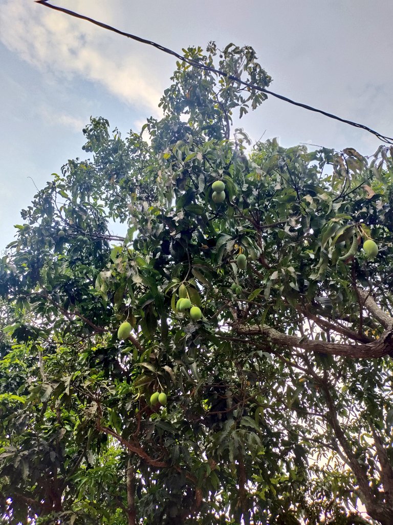 twinkling_lady's tweet photo. ଏମିତି ତ ଫଳ ରଜା 🥭ଙ୍କୁ ଖାଇବା ଖୁସି ଅଲଗା କିନ୍ତୁ ନିଜ ଗଛ ଫଳ ରଜା ଅପେକ୍ଷା ଚୋରେଇ ଥିବା ଫଳ ରଜା ଙ୍କ ସ୍ୱାଦ ସତରେ ନିଆରା
ତଳେ ଥିବା ଆମ୍ବ ଚିତ୍ର ବି ସେଇ ଚୋରି ଆମ୍ବ, ଆଉ ସବୁଠୁ ମଜା କଥା ହେଲା ସେ ଚୋରି ବେଳ ର
ମାଲିକ ଆଖି ଆଗରେ ମାଲିକ ର ଆଙ୍କୁଡ଼ା ରେ ମାଲିକ ର ଆମ୍ବ ଚୋରି.🤭
#mangosession
#TrendingNow
#foodphotography https://t.co/W5ACH7rC2h