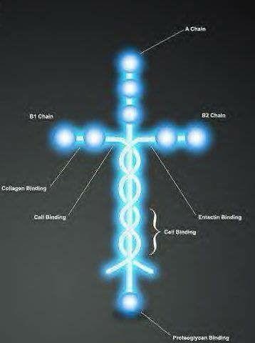 This is Laminin. The molecule, Laminin is the protein that holds human beings together. Do you notice its shape? Isn't it amazing!

“He is before all things, and in him all things hold together' Colossians 1:17