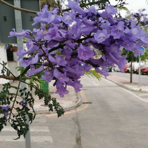 DiarioSUR's tweet photo. 🥀📊 Como vemos hay debate, abrimos encuesta 'jacarander'. ¿De qué equipo eres?

RT 🤬 #JacarandaHaters
LIKE 💜 #JacarandaLovers https://t.co/595Dlt3IVM