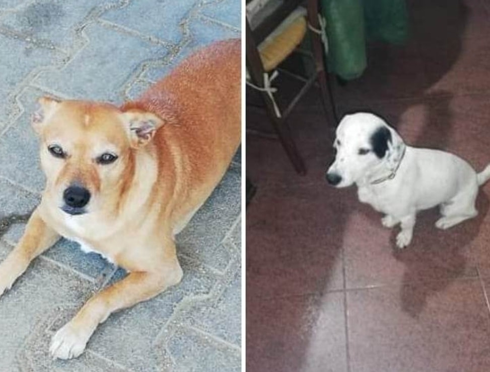 Teso4zampe's tweet photo. Smarriti Leo e Pongo - https://t.co/uiSCKVNtmH https://t.co/Hf8nsLL5U8