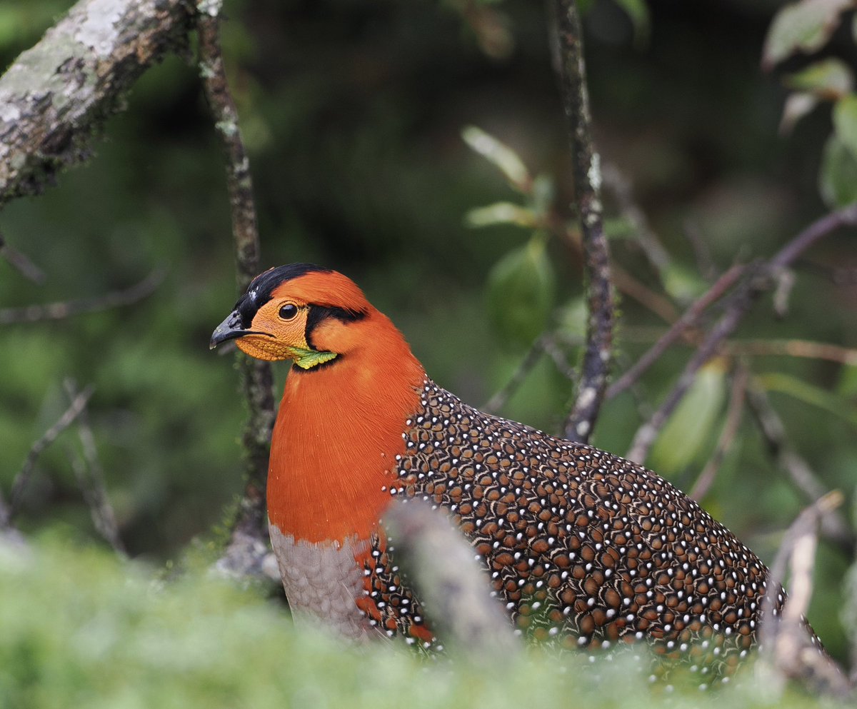 The last few days have been spent in the Mishmi Hills where one of the main targets was Blyth’s Tragopan. It’s by no means guaranteed, but fortunately a stunning male showed rather well.