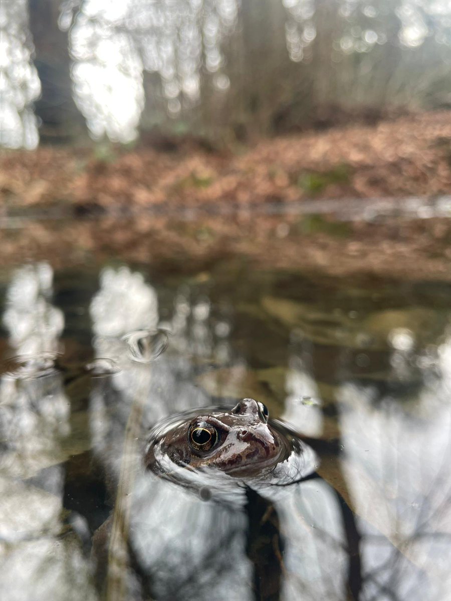 CongletonHS tweet media