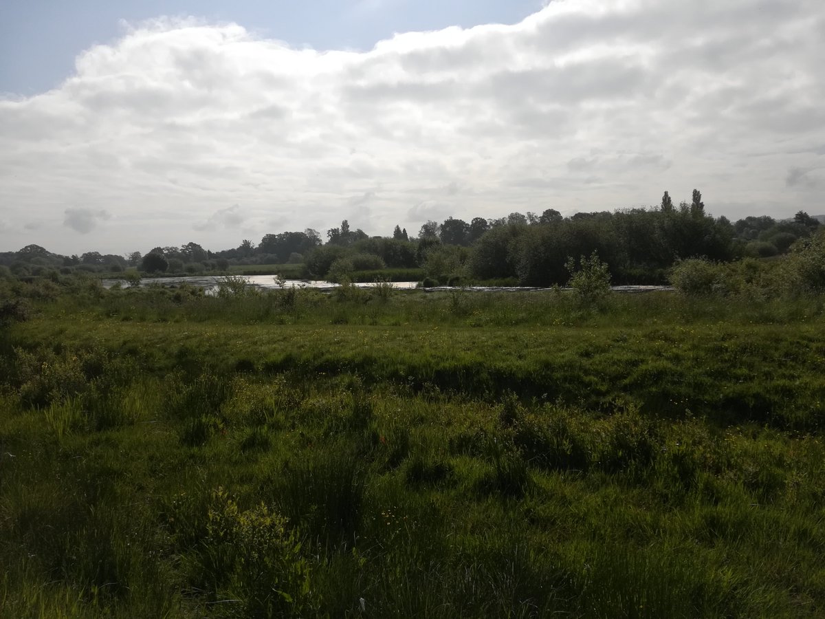 tanyaboardman's tweet photo. Today's view from #swtphotoposts at Waltham Brooks. Flag irises in full bloom and warblers warbling. Plus a not-so-grumpy looking heron and a handful of swans. https://t.co/Is6OF948U0