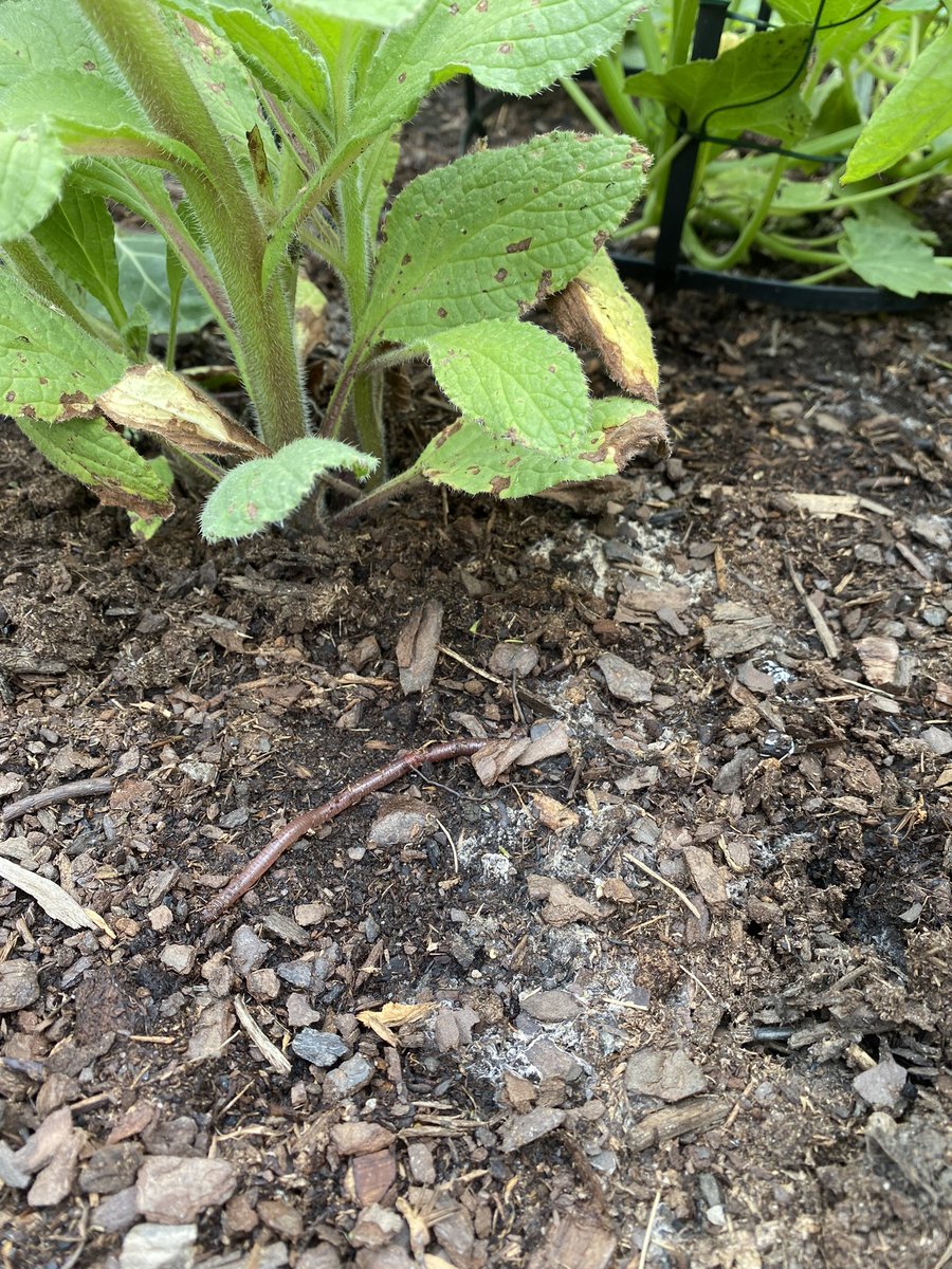 justkeenthings's tweet photo. The garden is flowering!! 

*With the help of some special friends* https://t.co/EQ2LqTWpdx