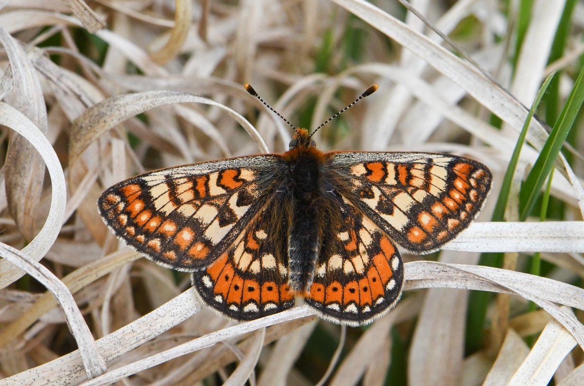 Some recent Insect pics from Llantrisant Common.
Green Hairstreak, Microdon hoverfly, Common Blue and Marsh Fritillary