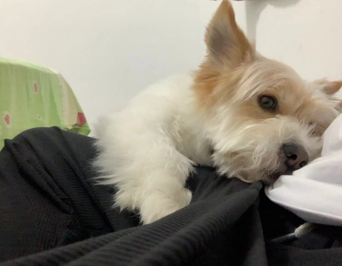 CokunioX's tweet photo. 最喜欢小狗啦 https://t.co/Eb6PCGg9Hr