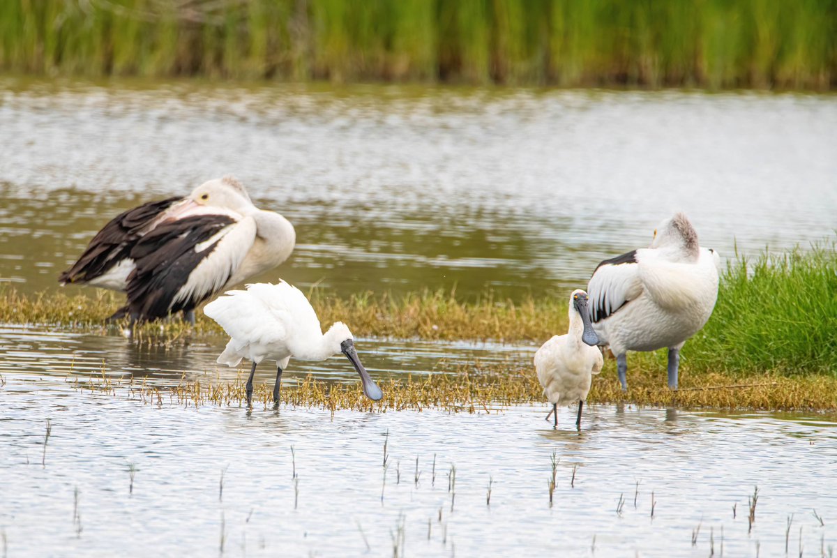 atzimm's tweet photo. @sykesjeff Royal spoonbills with some sleeping pelicans 🇦🇺 https://t.co/l2judcLA4C